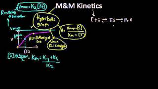 hyperbolic graph of enzyme kinetics [upl. by Navaj]