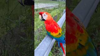 quotFriendly Encounter with a Macaw 🦜  Bringing Home a Talking Parrotquot shorts trending [upl. by Nochur566]