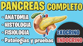 ANATOMIA DEL PANCREAS  ENDOCRINO TEMA COMPLETO [upl. by Valer]