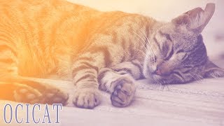 Ideal Companion Ocicat  Cat Breeding Videos [upl. by Nivac]