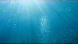 Barracuda Lake Phenomenon philippines diving [upl. by Georas]