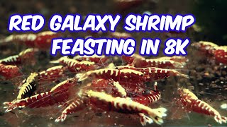 Red Galaxy Shrimp Feasting in 8k [upl. by Cresida219]