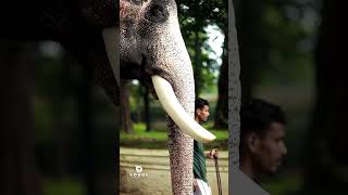 കുഞ്ചൻ 🤍😍  ukkens kunju elephantnewshortsshorts feed [upl. by Asselim]