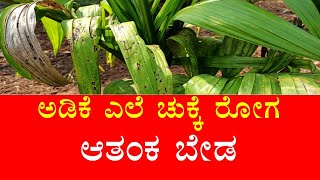 ಆಡಿಕೆ ಎಲೆ ಚುಕ್ಕೆ ರೋಗ ಆತಂಕ ಬೇಡ Arecanutarecanut leaf spotLeaf spot of Arecanut [upl. by Athal]