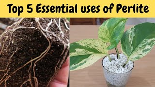 Perlite Benefits for Plants  Top 5 Perlite [upl. by Rilda]