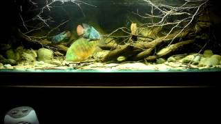 Central American cichlids feeding time [upl. by Acissehc]