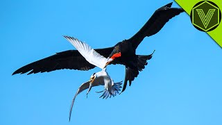 FRIGATEBIRD — the sky gangster feared by all seabirds Frigatebird vs sea turtle and flying fish [upl. by Yadrahs]