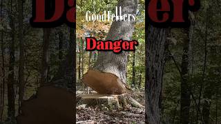 Dangerous White Oak Cut Efficiently Using Jump Cut Method husqvarna logging chainsaw [upl. by Nnayllek]