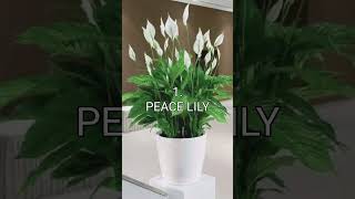 4 Most Beautiful Oxygen Giving Plants for a Healthy Home [upl. by Romola]