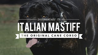 THE ORIGINAL CANE CORSO ITALIAN MASTIFF [upl. by Lecroy747]