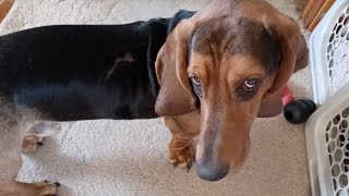 Wild Basset Attacks and gets the Zoomies [upl. by Aicemaj]