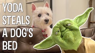 YODA STEALS A WESTIE DOGS BED  The Puppet Yoda Show [upl. by Adnaluoy532]