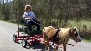 Christine with her new Miniature Horse amp Buggy [upl. by Schellens]