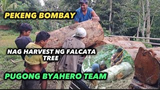 PEKENG BOMBAY NAG HARVEST NG FALCATA TREE pbteamdavao pugongbyahero katutubo charityvloggers [upl. by Ymaj]