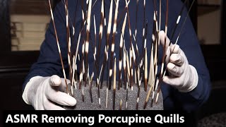 ASMR  Porcupine Quills Removing Scratching Etc With Strong Sounds No Talking [upl. by Nerraj365]