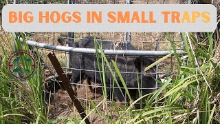 CATCHING FERAL PIGS IN SMALL TRAPS [upl. by Gayel502]