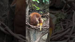 Magnificent Marsupials Matschie’s Tree Kangaroo [upl. by Bainbridge]