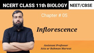 Inflorescence  Chapter number 05  NCERT class 11th Biology  NEET  CBSE exam [upl. by Aciret]