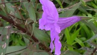 Petunia Messicana Ruellia brittoniana purifica laria [upl. by Dail]