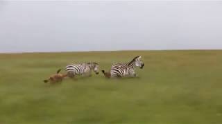 Saruni Mara Hyena amp Zebra high speed chase [upl. by Kassity433]