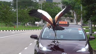 AFRICAN GREY CROWNED CRANE dances on taxi Singapore [upl. by Rurik510]