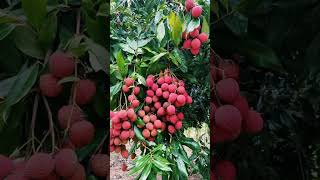 What are the characteristics of dogwoodWhat does dogwood fruit look likeWhat are the properties of [upl. by Aseeram899]