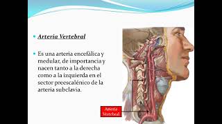 Arteria Subclavia [upl. by Portwine]