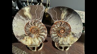 Amonita Madagascar Fosil Ammonite 2 Piezas Premium [upl. by Roshan]