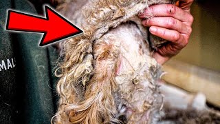 MOST matted dog  EMERGENCY RESCUE [upl. by Culberson381]