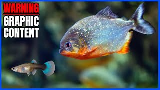 Red Belly Piranha LIVE FEEDING Guppies Shrimp amp More [upl. by Aelc645]