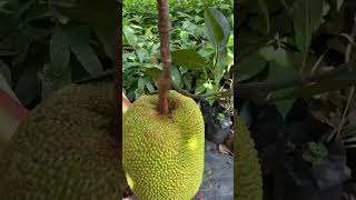 What is Inarching Method in Horticulture [upl. by Maurili437]