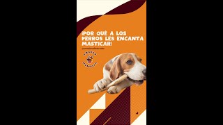 Por que a los perros les encanta masticar [upl. by Lelah]