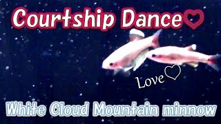 White Cloud Mountain minnows Courtship dance AQUARIUM [upl. by Anitnegra]