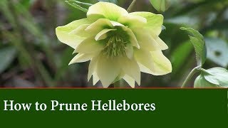 How To Prune Hellebores The Lenton Rose  Basic Care Techniques [upl. by Dafna]