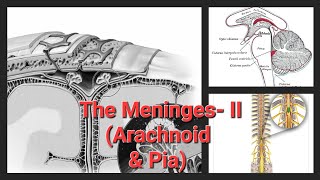 The Meninges  II  Arachnoid mater  Pia mater [upl. by Elleirol]