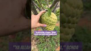 BONDA ROZITA IBRAHIM KUTIP BUAH NONA DEKAT RUMAH HUTAN [upl. by Ainyt]