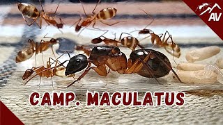 The first Exotic Ants to get Camponotus Maculatus [upl. by Sorce]