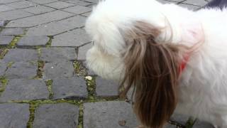 Cute puppy vomiting while walking [upl. by Herby]