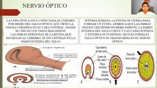 EMBRIOLOGÍA OJO [upl. by Garretson645]