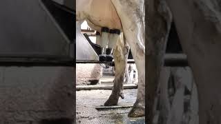 Robotic milking fullwood JOZ merlin M2 [upl. by Tilagram109]