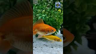 മീൻ കുട്ടൻമാർ  goldfish  koi fish  kissing gouramis  Aquarium  Anickaduvision [upl. by Vashtee]