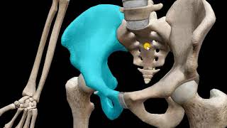 Osteología Miembros Inferiores [upl. by Chil]