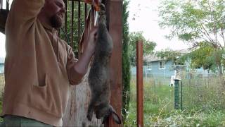 How to Slaughter Skin Gut and Butcher a Meat Rabbit Clean and process a rabbit [upl. by Ecidnarb710]