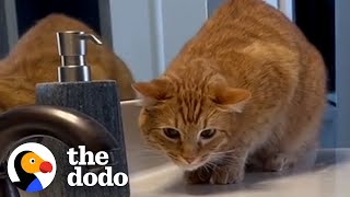 Meet The Worlds 1 Cat Dad  The Dodo [upl. by Liatris]