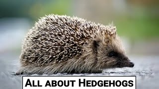 All about hedgehogs [upl. by Wrench]