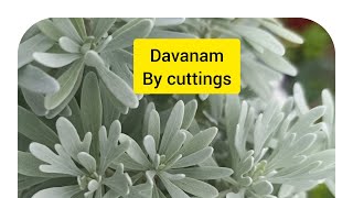 தவனம் விவசாயம் செய்து எண்ணெய் தயாரிப்பில் அதிக லாபம்  davanam cultivation in tamil  marikolunthu [upl. by Coffin]