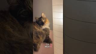 Can we try again😸 funnycat funnyvideos😂 moth catfight versus catvsmoth cathunter humor [upl. by Zerline566]