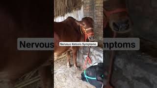 Expert Insights on Bovine Ketosis Symptoms [upl. by Fortunio]