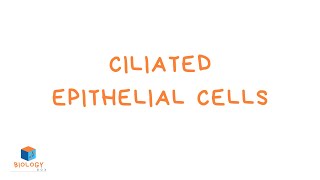 Ciliated Epithelial Cells KS3 Biology  Specialised Cell Adaptations [upl. by Trotter]