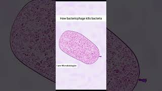 How Bacteriophage kill Bacteria by lytic cycle [upl. by Shaya]